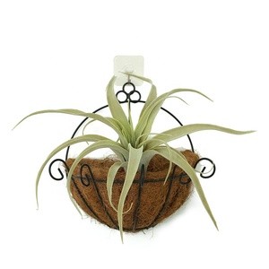 High Quality <strong>Large</strong> Flocked Succulent <strong>Fake</strong> Grass Tillandsia Artificial <strong>Plant</strong> for Decoration - Product Image 5