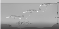 Leurre de pêche genre de produit