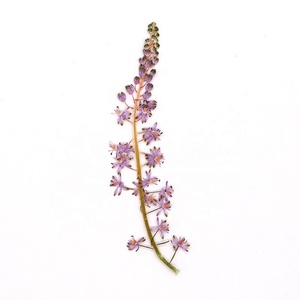 12 pièces/sac <span class=keywords><strong>Jacinthe</strong></span> japonaise pour cadre photo de mariage, fabrication de bougies en résine époxy, fleurs pressées - Product Image 4
