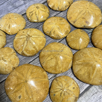 Épine de mer polie, spécimen naturel bien conservé, fossile de sand dollar, épine de mer étoilée, pour collection de paléontologie