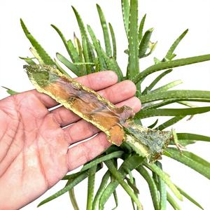 Ensemble de couteaux en verre jaune - Décoration de fantaisie en cristal, Affichage de lames de collection, Couteau en pierre taillé à la main, Cadeau unique pour la maison - Product Image 1