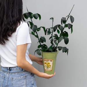 Yunnan ดอกไม้นิรันดร์วัสดุ <span class=keywords><strong>DIY</strong></span> กิ่งใบเครื่องประดับเจ้าชายน้อยแก้วโดมวันวาเลนไทน์วันอีสเตอร์ปีใหม่ - Product Image 2