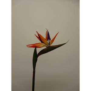 STERLIZIA SPRAY RT 80CM OR - Product Image 1