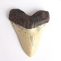 Modèle de dents de requin mégalodon en résine blanche WEIVISTA, réplique blanche antique, décoration d'intérieur, réplique de décoration d'intérieur