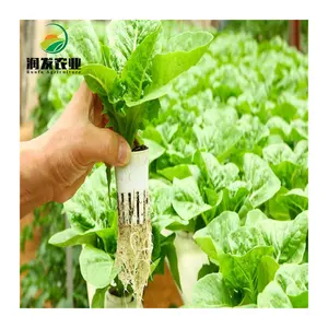 Water Herb Garden Greenhouse Hydroponic Nft Channel Growing System