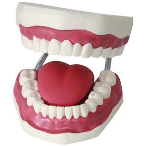 รูปแบบการสาธิตการแปรงฟันสำหรับโมเดลการดูแลสุขภาพช่องปากเด็ก - Product Image 6