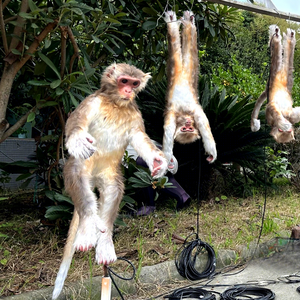 Scimmia Animatronica a Grandezza Naturale per Parchi a Tema, Zoo e Centri Commerciali - Product Image 1