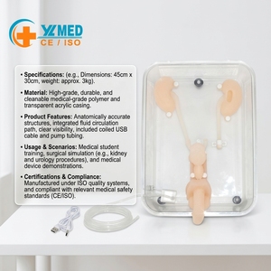 Modelo de Simulación para Entrenamiento en Ureteroscopia - Herramienta de Práctica de Endoscopia del Tracto Urinario para Educación Médica - Product Image 1