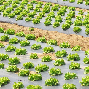Fruits Légumes Maïs Agriculture Nourrir Noir et Argent Paillis <span class=keywords><strong>Agricole</strong></span> Film paillage Film Paillis Plastique - Product Image 2