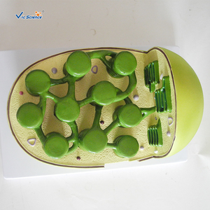 Herramienta educativa de biología para estudiantes, modelo de enseñanza de célula vegetal, cloroplast, anatomico - Product Image 2