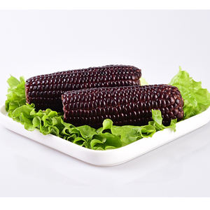 <span class=keywords><strong>Maíz</strong></span> Ceroso con Buen Precio, <span class=keywords><strong>Mazorca</strong></span> de <span class=keywords><strong>Maíz</strong></span> Ceroso <span class=keywords><strong>Morado</strong></span> - Product Image 3