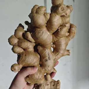 Jengibre Seco Fresco, Vegetales Frescos, Jengibre de Shandong, Jengibre Seco <span class=keywords><strong>en</strong></span> Rodajas, Jengibre <span class=keywords><strong>en</strong></span> Polvo, Jengibre Seco - Product Image 1