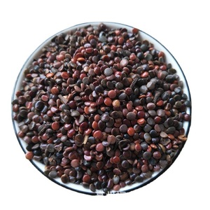 Zhi ju zi Herbe chinoise naturelle Hovenia dulcis Graine d'arbre à raisin Fruit <span class=keywords><strong>de</strong></span> graines <span class=keywords><strong>de</strong></span> baies d'arbre à raisin japonais - Product Image 1