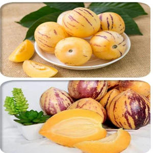 Üretici tedarik saf doğal suda çözünür gıda sınıfı kurutulmuş <span class=keywords><strong>Ginseng</strong></span> meyve tozu satılık - Product Image 3