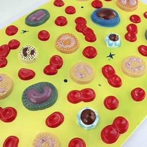Modelo anatómico de glóbulos para medicina interna, enseñanza de Fisiopatología para estudiantes de clase, suministros de Maniquí de Hematología - Product Image 6