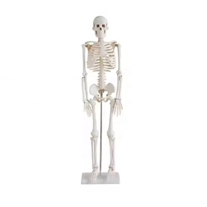 Modelo de Esqueleto Humano de 85 cm, Recurso Didáctico para la Anatomía del Cuerpo Humano - Product Image 6
