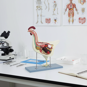 แบบจำลองทางกายวิภาคของสัตว์กายวิภาคศาสตร์ไก่แบบจำลอง<span class=keywords><strong>กายวิภาค</strong></span>ของสัตว์ - Product Image 1