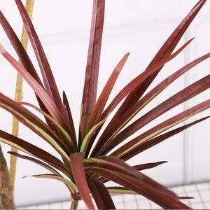 Cycad Artificiale Stile Instagram, Grande Bonsai da Pavimento con Foglie Rosse, Decorazione Imitazione Cactus - Product Image 3