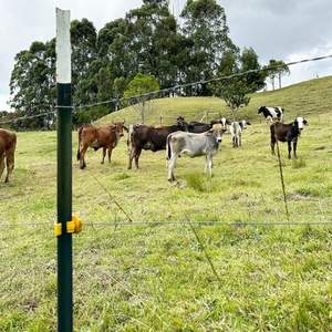 American Farm 6 FT Galvanizado T-Post Green Metal Farm Fence Piquete <span class=keywords><strong>de</strong></span> hierro con número <span class=keywords><strong>de</strong></span> modelo 3D Madera tratada a presión para la venta - Product Image 4