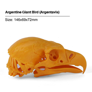 Cráneo de Ceratosaurio Impreso en 3D - Réplica de Fósil de Dinosaurio Jurásico, Modelo Educativo 3D, Fósil de Cráneo para Exhibición en Museo - Product Image 3