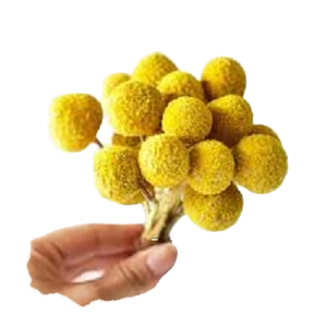 Lot de 20 boutons de fleurs séchées Craspedia Billy Ball, <span class=keywords><strong>rose</strong></span> foncé, bouquet floral, pour mariage, maison, grand vase, festival bohème - Product Image 1