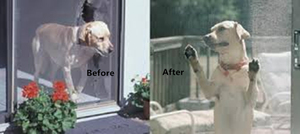 Vật Nuôi Chống Côn Trùng Màn Hình Vinyl Tráng Polyester Màn Hình Mèo An Toàn Net Pet Màn Hình Lưới - Product Image 6