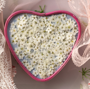 Vera Myosotis Sylvatica naturale a secco eco-friendly pressato fiore non ti scordar di Me per la decorazione natalizia di Halloween di Pasqua - Product Image 6