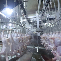 Couteau d'abattage de poulet Ligne d'abattage d'autruche Machine d'abattage et d'emballage de poulet