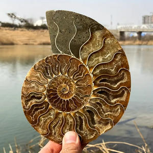 Fósiles de amolita de Venta caliente Especímenes minerales paleontológicos Fósiles de animales marinos naturales de Ciencia para Niños - Product Image 6