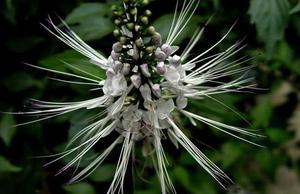 Hot Sale 10:1 Cat Whiskers Plant Extract Poeder Orthosiphon Aristatus Extract - Product Image 2