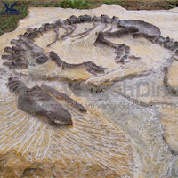 Haichuan accessoires de décoration murale de fossiles de dinosaures en fibre de verre grandeur nature personnalisés pour l'exposition de musée réplique de squelette de dinosaure