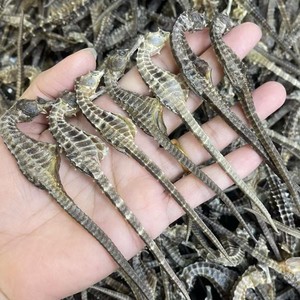 Vente de hippocampes séchés à prix d'usine - Product Image 4
