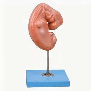 Equipo de Enseñanza de Ciencias Médicas, Modelo de Embrión Humano Ampliado, Modelo Anatómico del Desarrollo del <span class=keywords><strong>Feto</strong></span> en la 4ª <span class=keywords><strong>Semana</strong></span>, Buywells GD/A42004 - Product Image 1