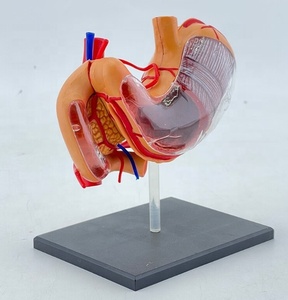 Enseignement médical Modèle d'organe humain Modèle d'anatomie <span class=keywords><strong>de</strong></span> structure d'<span class=keywords><strong>estomac</strong></span> assemblé en 4D Modèle d'anatomie <span class=keywords><strong>de</strong></span> <span class=keywords><strong>l</strong></span>'<span class=keywords><strong>estomac</strong></span> - Product Image 4