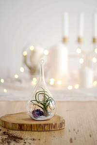 Glas hängende Pflanze <span class=keywords><strong>Terrarium</strong></span> Teardrop <span class=keywords><strong>DIY</strong></span> Luft Sukkulenten Pflanzer Home Outdoor Dekor Hochzeit Event Office Home Decoration - Product Image 3