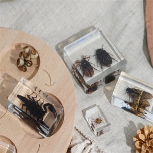 Poids-papier en forme de coccinelle de cerf, spécimen animal, collection de taxidermie, intégré dans un bloc de lucite transparent, spécimen de coccinelle de cerf - Product Image 2