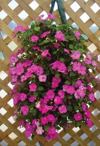 Jardín <span class=keywords><strong>vertical</strong></span> jardinera colgante de <span class=keywords><strong>pared</strong></span> - Product Image 3