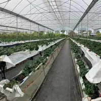 Tropical Japan Strawberry Growing Greenhouse
