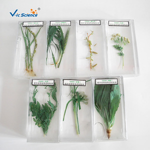 43009 Type d'inflorescence, spécimen préservé conservant la couleur, matériel pédagogique pour les écoles primaires et secondaires, animaux et - Product Image 3