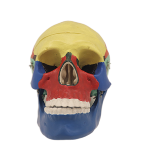 Alta Qualidade OrthoCare Médico PVC Modelo Anatômico Humano PVC 3 Peças 17.5*14.5*17 cm Crânio Modelo de Separação Cromatográfica - Product Image 5