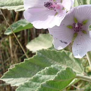 Feuille de guimauve séchée de nouvelle production de haute qualité pour l'herbe - Product Image 3