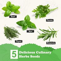 Kit de démarrage pour jardin, kit de plantation complet, boîte à fleurs en bois, potager d'herbes aromatiques pour fenêtre de cuisine, ensemble de plantes DIY, herbes aromatiques, basilic, persil