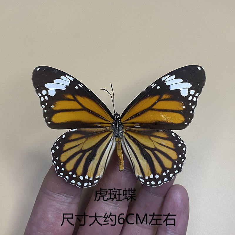 Tabby à ailes de papillon