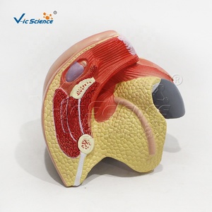 Modelo Anatómico de Genitales Femeninos Internos y Externos de 4 Partes, Tamaño Real, PVC, para Enseñanza de Obstetricia y Ginecología, con Certificaciones CE, ISO, ROHS y CNAS - Product Image 3