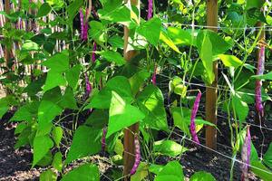 <span class=keywords><strong>Filet</strong></span> <span class=keywords><strong>de</strong></span> soutien <span class=keywords><strong>pour</strong></span> plantes <span class=keywords><strong>de</strong></span> tomates et concombres |   <span class=keywords><strong>Filet</strong></span> <span class=keywords><strong>de</strong></span> treillis <span class=keywords><strong>pour</strong></span> légumes et plantes grimpantes - Product Image 4