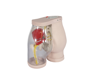 Modèle d'<span class=keywords><strong>injection</strong></span> <span class=keywords><strong>intramusculaire</strong></span> en PVC pour les fesses, mannequin de sciences médicales pour la formation des infirmières - Product Image 1