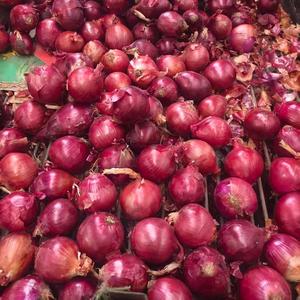 Oignons jaunes frais de nouvelle récolte de haute qualité, légumes verts et violets, oignons rouges de gros compétitifs 8cm 10kg - Product Image 6