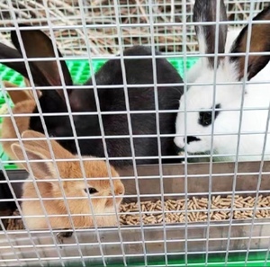 Hàng rào chăn nuôi nhúng nóng mạ kẽm hàn dây lưới, tường trát vữa mạ kẽm hàn dây lưới - Product Image 3