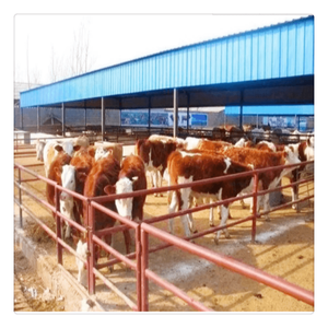 Thiết kế Trung Quốc nông nghiệp xây dựng kết cấu thép cowshed dê nuôi đổ Thiết kế đúc sẵn Barn ổn định - Product Image 1