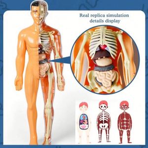 Modèle 3D de Torse Humain pour Enfants, Squelette Anatomique, Kit d'Assemblage d'Organes DIY, Jouet Éducatif, Outil Pédagogique Durable, Anti-Stress, pour l'Extérieur - Product Image 3